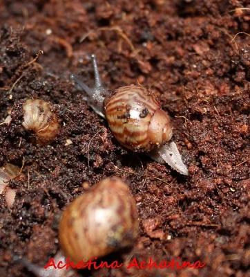 Achatina - Oblovky